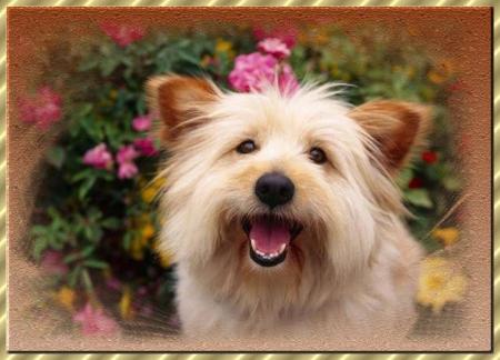 Prière d'un chien.