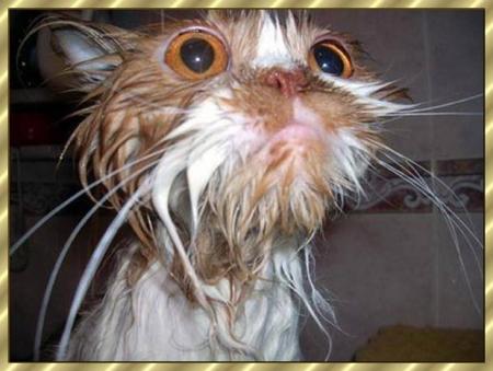 Le bain de Minet.
